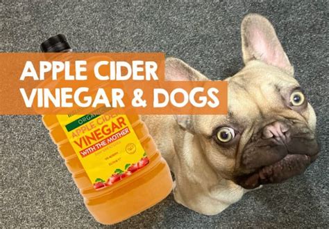 comIf your dog excessively licks and chews his paws, then you need to consider some natural options to finally stop this very frustra. . Apple cider vinegar to stop dog licking paws